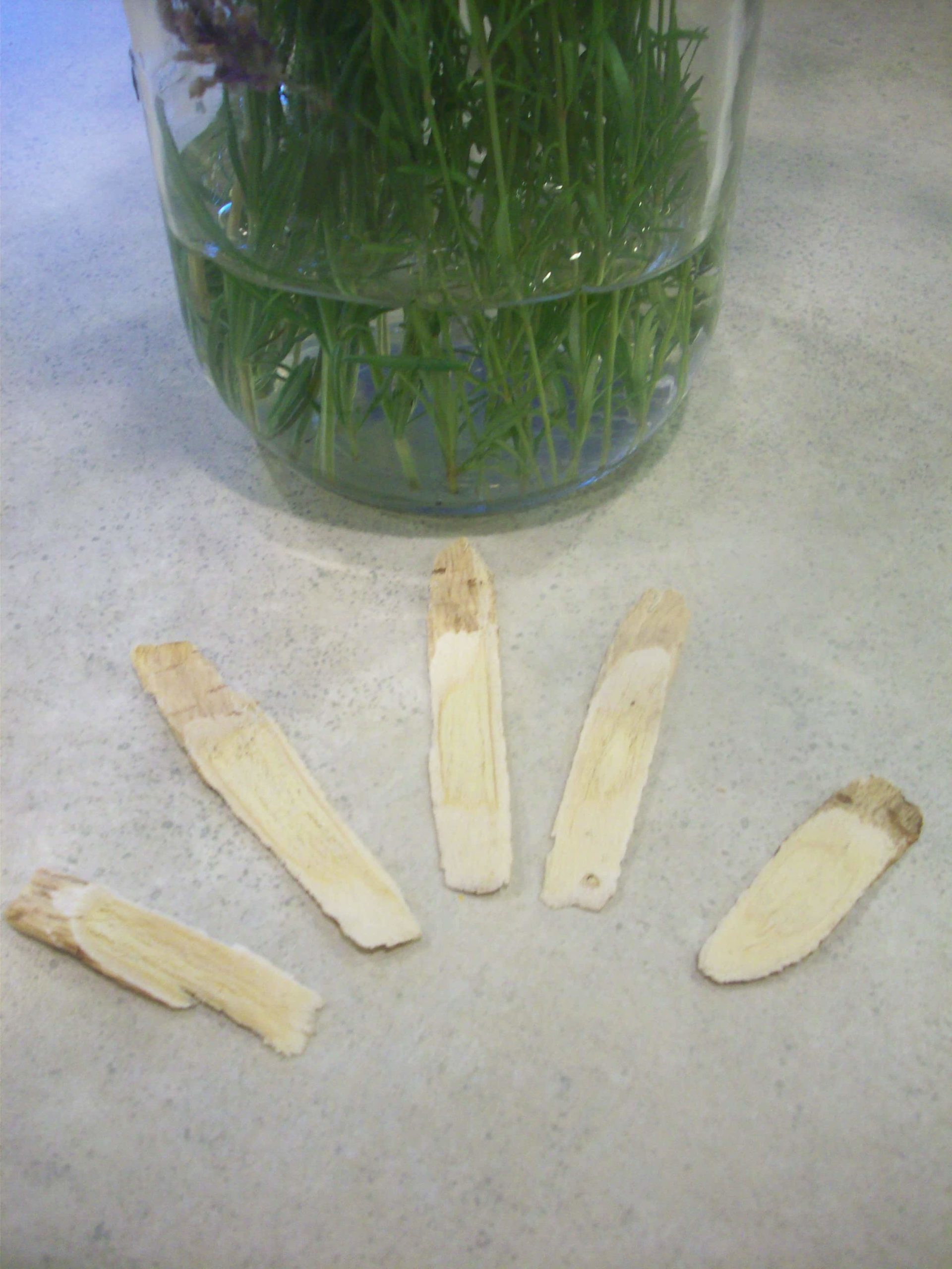 Herbal Spotlight: Astragalus Root