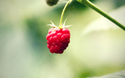 Herbs for Mama: Red Raspberry Leaf