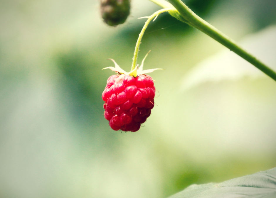 Herbs for Mama: Red Raspberry Leaf