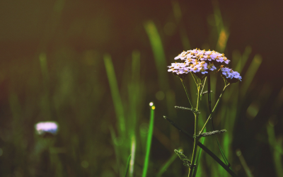 Herbal Spotlight: Yarrow