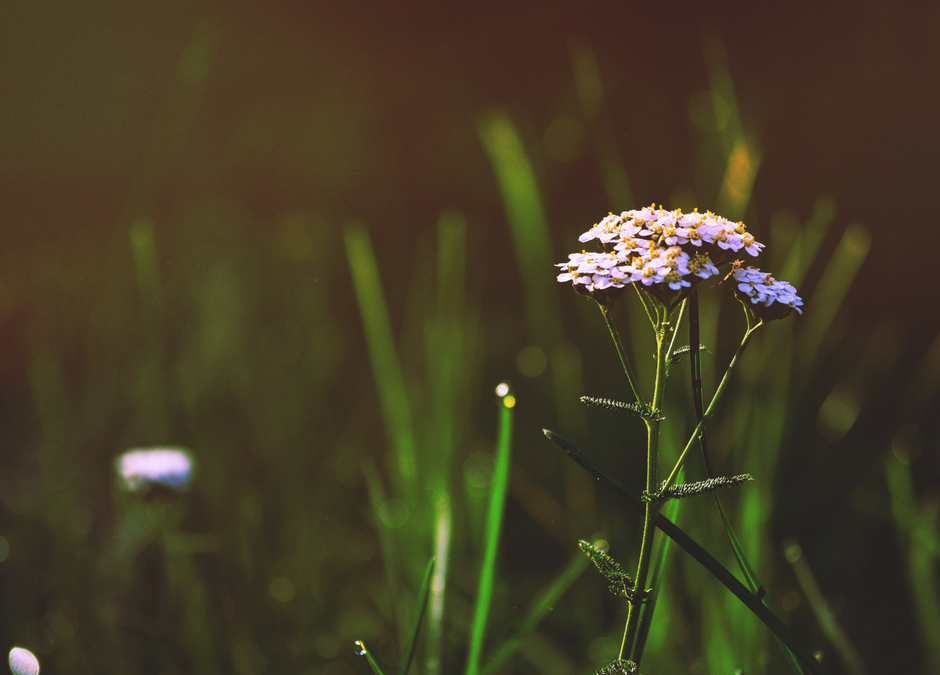 Herbal Spotlight: Yarrow